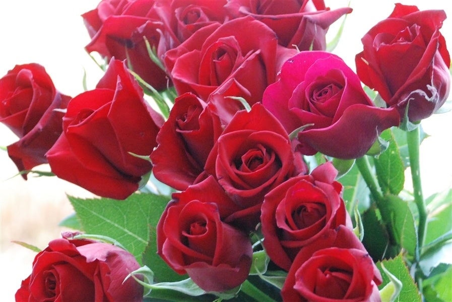 産地直送 通販 お取り寄せ 農家応援 バラの花 １０本 深紅の赤 侍 秀品 福岡県うきは市 にじ農業協同組合 ｊａタウン