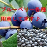 産地直送 通販 お取り寄せブルーベリー苗 にじ農業協同組合 ｊａタウン