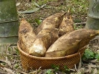 土堀りたけのこ 2kg 3/18頃～4/10頃まで出荷 令和7年産: にじ