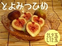 yIzƂ݂Ђ߁@81`87ɔ