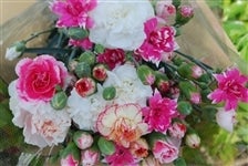 カーネーションさん専用 スプレーカーネーション セット| 種・苗・ガーデニング用品の