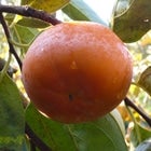 ypz①xL`@ԏGi@2k11`12ʁ@ϔ@1215`@ߘa6NY