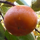 yƒpɁz①xL`Gi@L@205g@12/15`@ߘa6NY