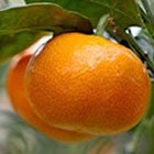 B݂ʎc؁@1{(JAʎcՂ)