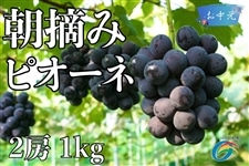 限定30ケース！朝摘み 特選ピオーネ> 2房 1kg (6/20頃～6/28