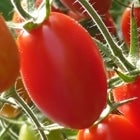 (あま〜い）朝摘みアイコトマト １kg  ★ ミニトマト