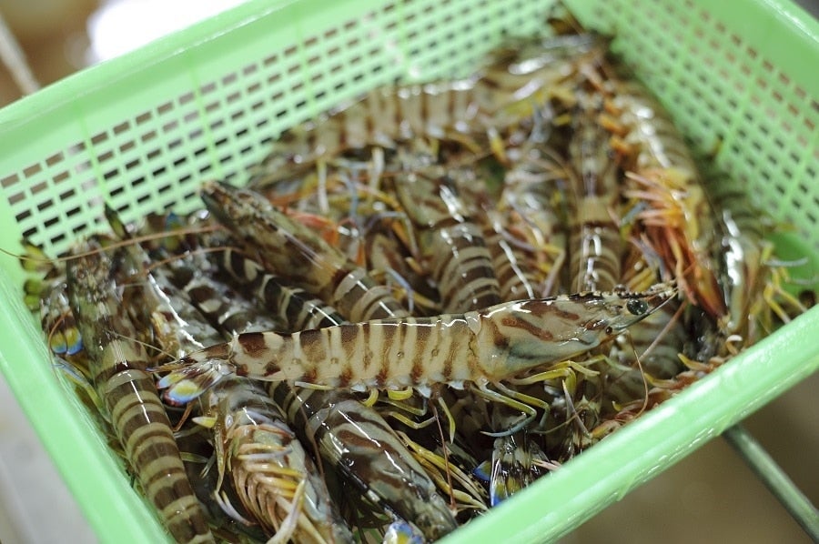 産地直送 通販 お取り寄せ車えびみそ漬 さが風土館 季楽 ｊａタウン