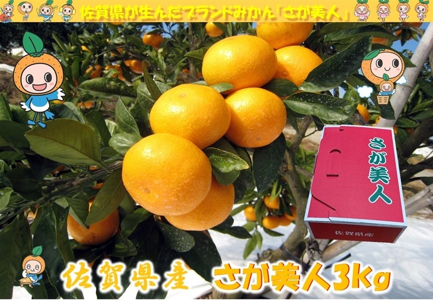 佐賀県産 さが美人 約3kg