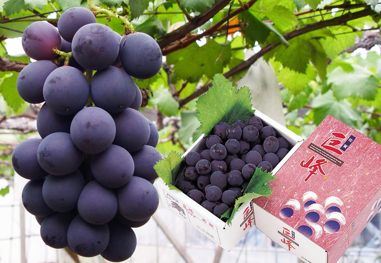 佐賀県産 巨峰: さが風土館 季楽|【JAタウン】産地直送 通販 お取り寄せ