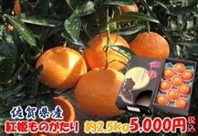 ꌧY@gP̂@2.5