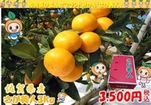 ꌧY@l@R