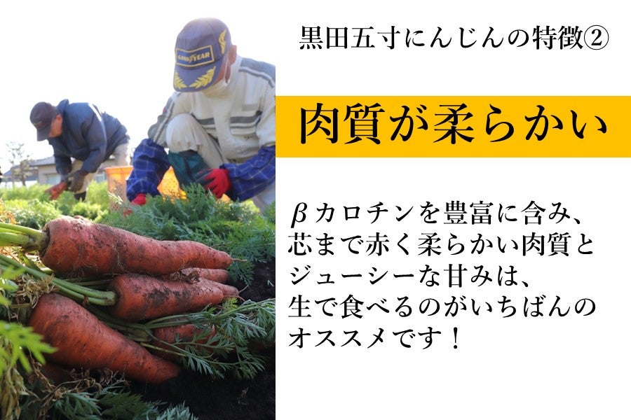 産地直送 通販 お取り寄せ（A）黒田五寸にんじん ～甘みがありやわらかく、水分が多い！ジュースに最適な品種！～: もぐもぐながさき|ＪＡタウン