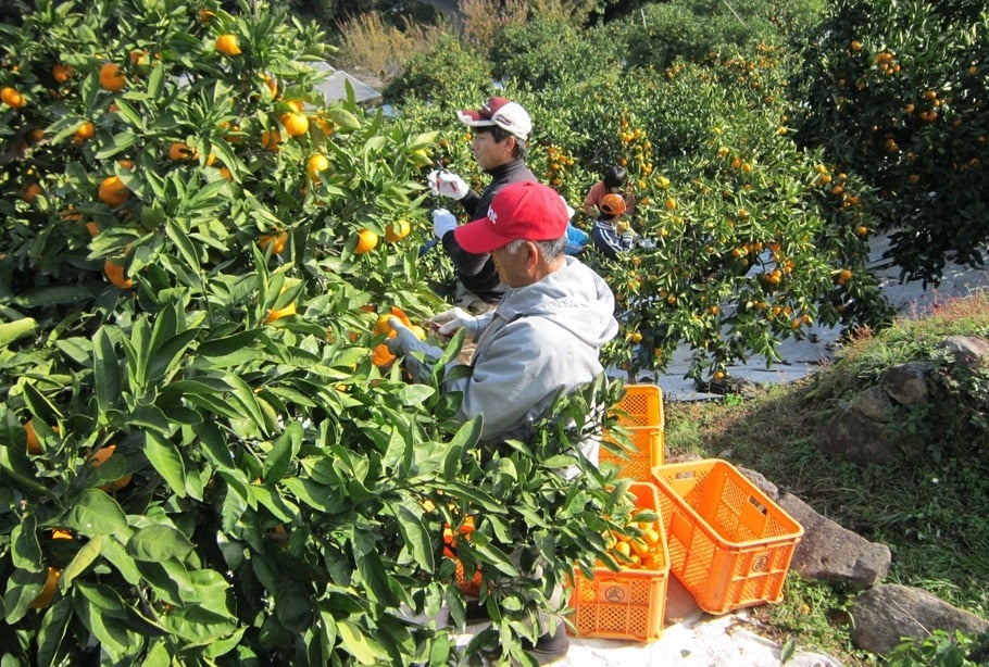 【数量限定・予約販売】長崎みかん『味ロマン 約10kg』(JA長崎せいひ)※11/17より順次出荷予定