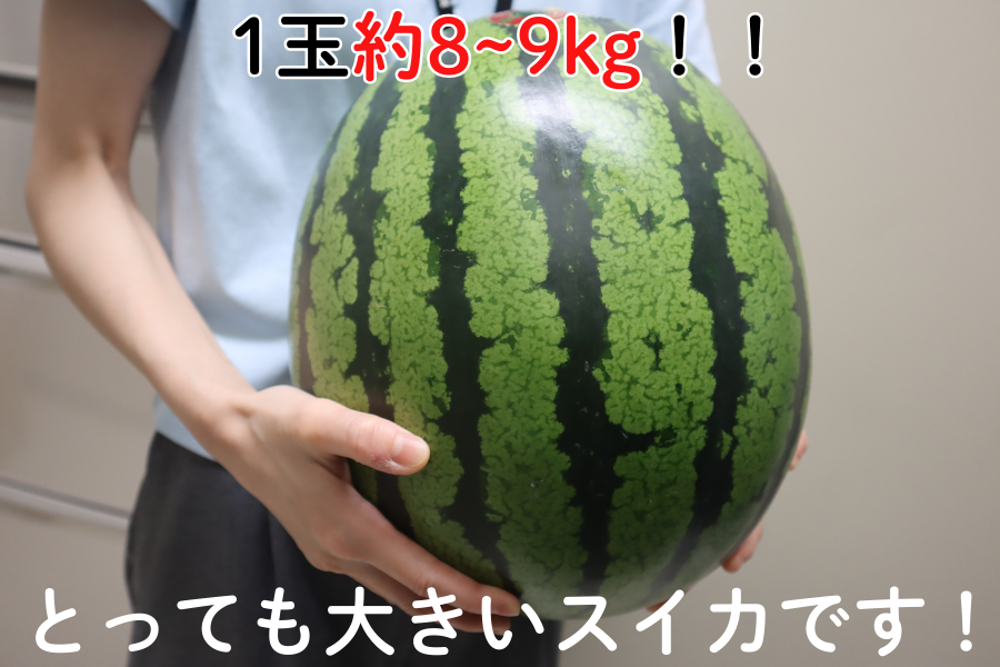 数量限定・予約販売】大玉すいか（赤）（JA島原雲仙）※5/15より順次