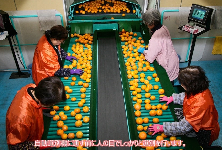 【数量限定・予約販売】長崎みかん『味ロマン 約10kg』(JA長崎せいひ)※11/17より順次出荷予定