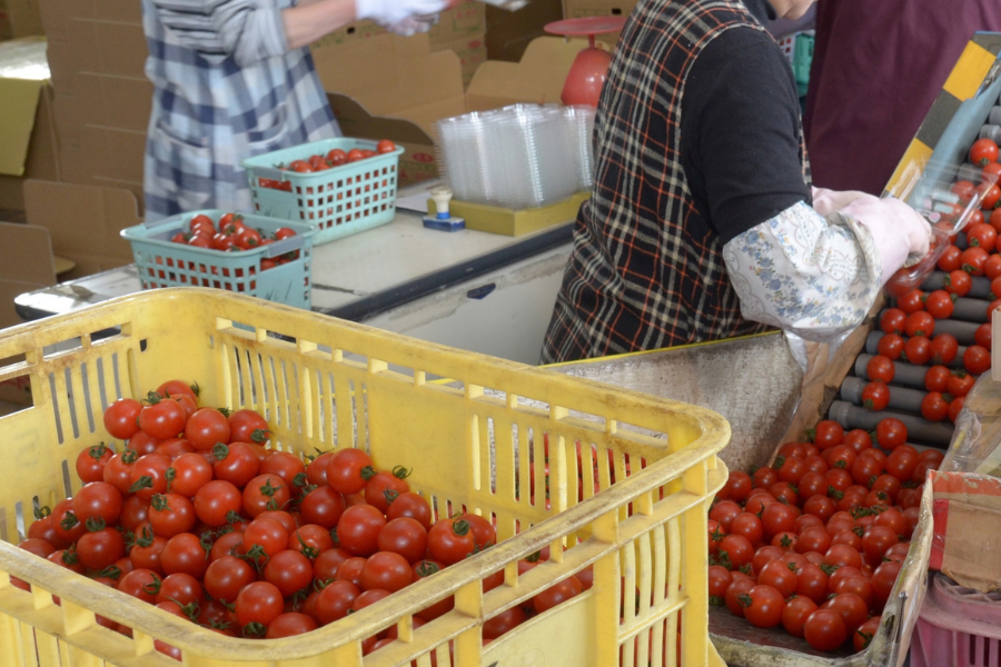 長崎県産 ミニトマト 小鈴 6kg 予約販売】長崎県産ミニトマト 小鈴（JA島原雲仙）※10月末より順次出荷