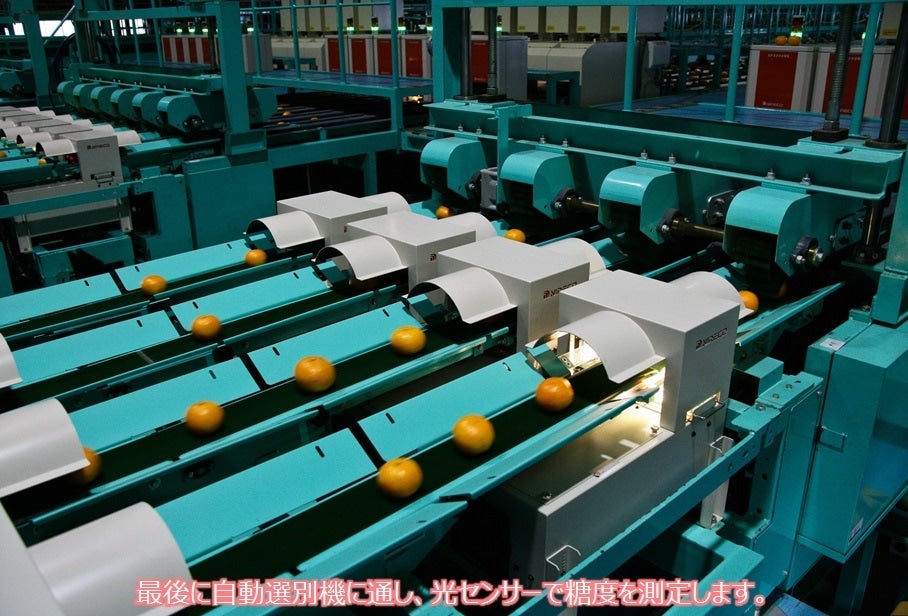 【数量限定・予約販売】長崎みかん『味ロマン 約10kg』(JA長崎せいひ)※11/17より順次出荷予定