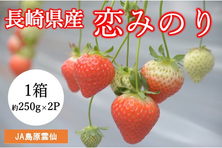 A 長崎県産 恋みのり（いちご）1箱（大玉約250g×2P）JA島原雲仙※1/15