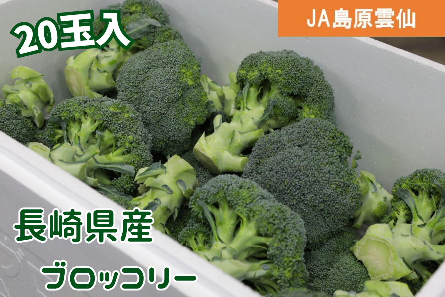 ブロッコリー 予約販売】長崎県産ブロッコリー 20玉入（JA島原雲仙）※10月末より順次