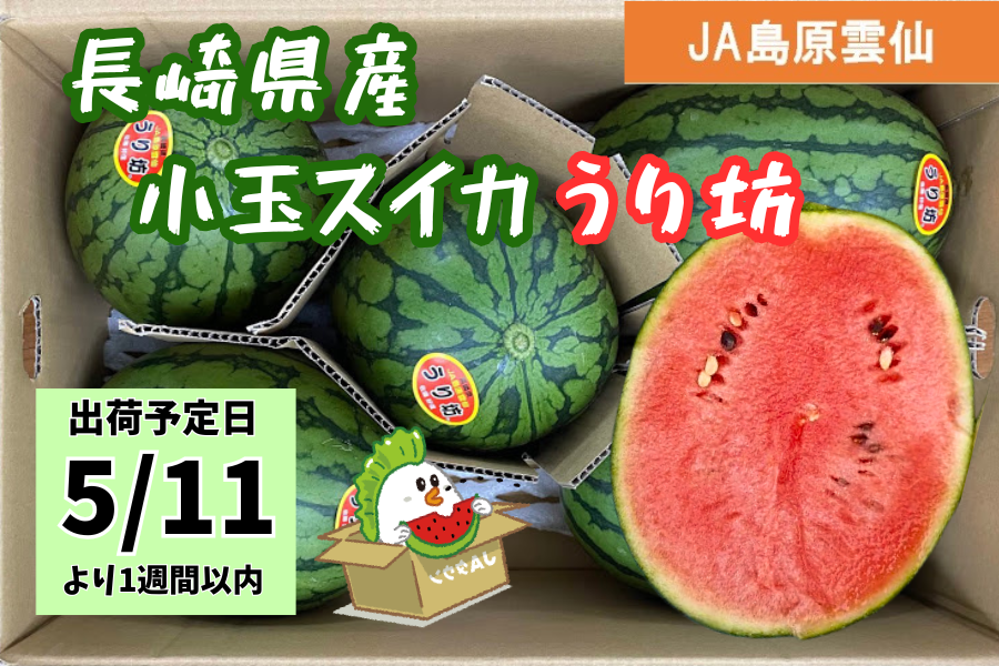 予約販売】※5/11以降出荷☆長崎県産小玉スイカ うり坊: もぐもぐ