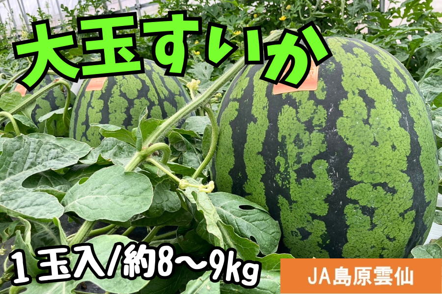 数量限定・予約販売】大玉すいか（赤）（JA島原雲仙）※5/15より順次