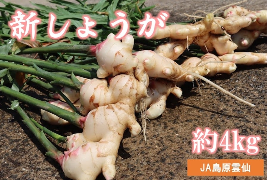 新物 新生姜 安いよ 522 - メルカリ