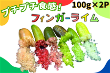 y\̔zq100g×2Pr茧Y tBK[CiJA_j8/20菇oח\