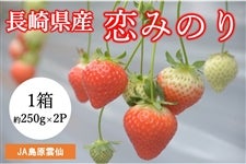 A ���茧�Y ���݂̂�i�������j1���i��ʖ�250g×2P�jJA�����_�偦1/15��菇���o�ח\��