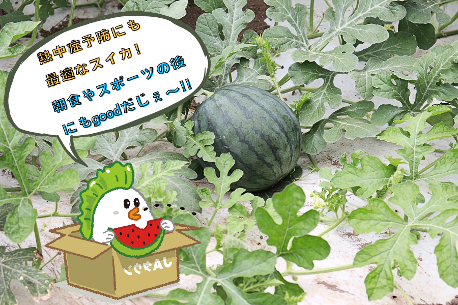 予約販売】長崎県産 黒小玉スイカ: もぐもぐながさき|【JA
