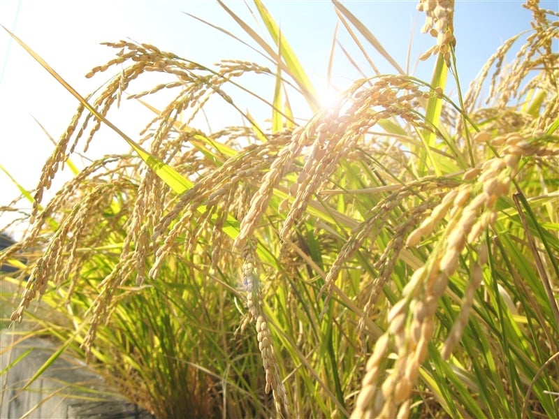 新米!令和7年産 森のくまさん 5kg×2