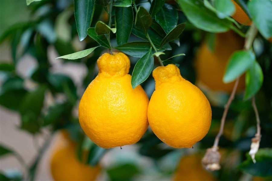 熊本県産 デコポン（約5kg）: you+youくまもと 農畜産物市場|【JA