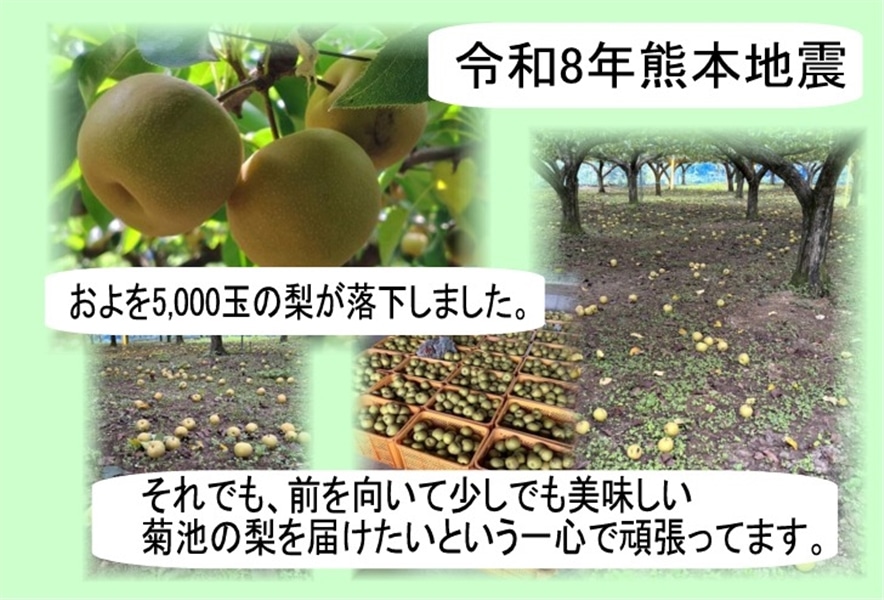 熊本県産 豊水梨化粧箱入り: you+youくまもと 農畜産物市場|【JA