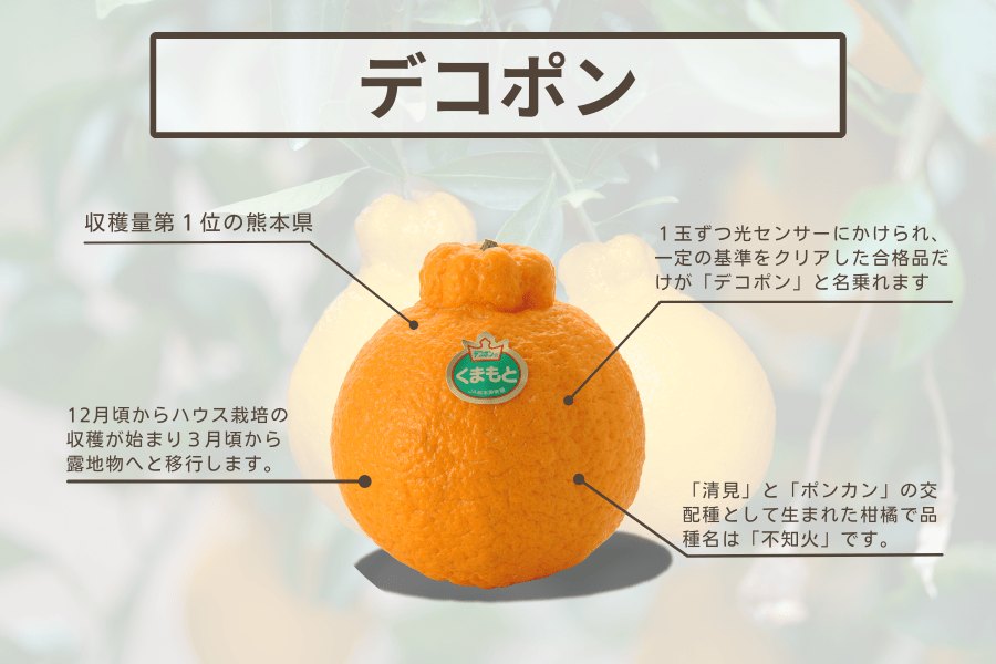 熊本県産 デコポン（約5kg）: you+youくまもと 農畜産物市場|【JA