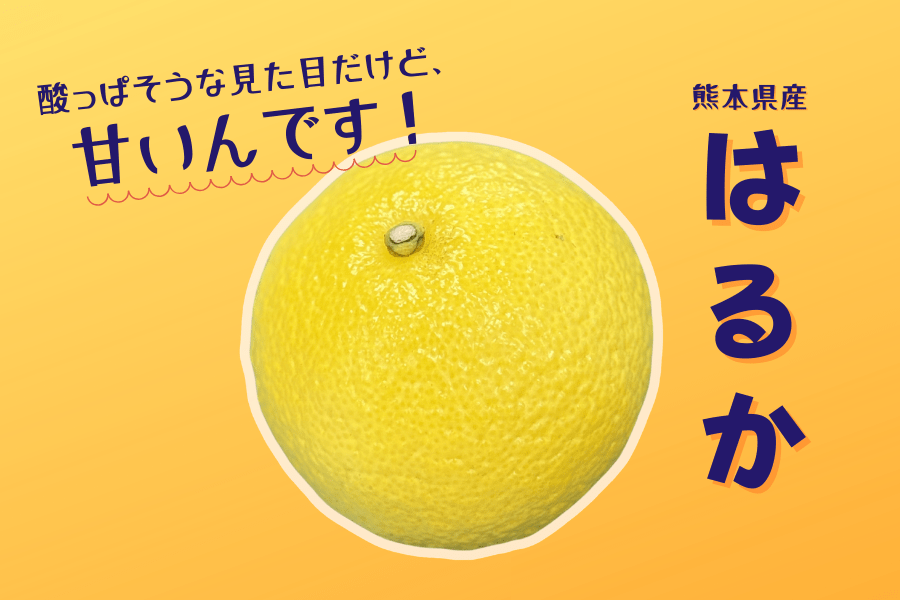 生産者限定】熊本県河内町産「はるか」5㎏: you+youくまもと 農畜産物