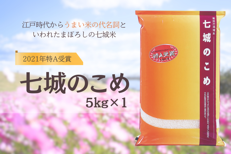 毎年10月になると菊池川沿いの河川敷はコスモスが咲き誇ります