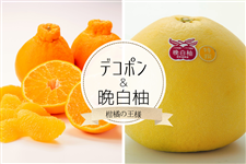 お歳暮 熊本県産デコポン&晩白柚