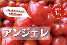 熊本県産ミニトマト「アンジェレ」1㎏箱入