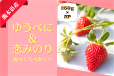 熊本県産 いちご「ゆうべに&恋みのり」2P