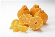 �F�{���Y�@�f�R�|��2kg