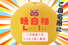 �F�{���Y �Ӕ��M �k�i�P�ʁj