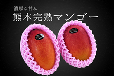 熊本県産 完熟マンゴー: you+youくまもと 農畜産物市場|【JAタウン