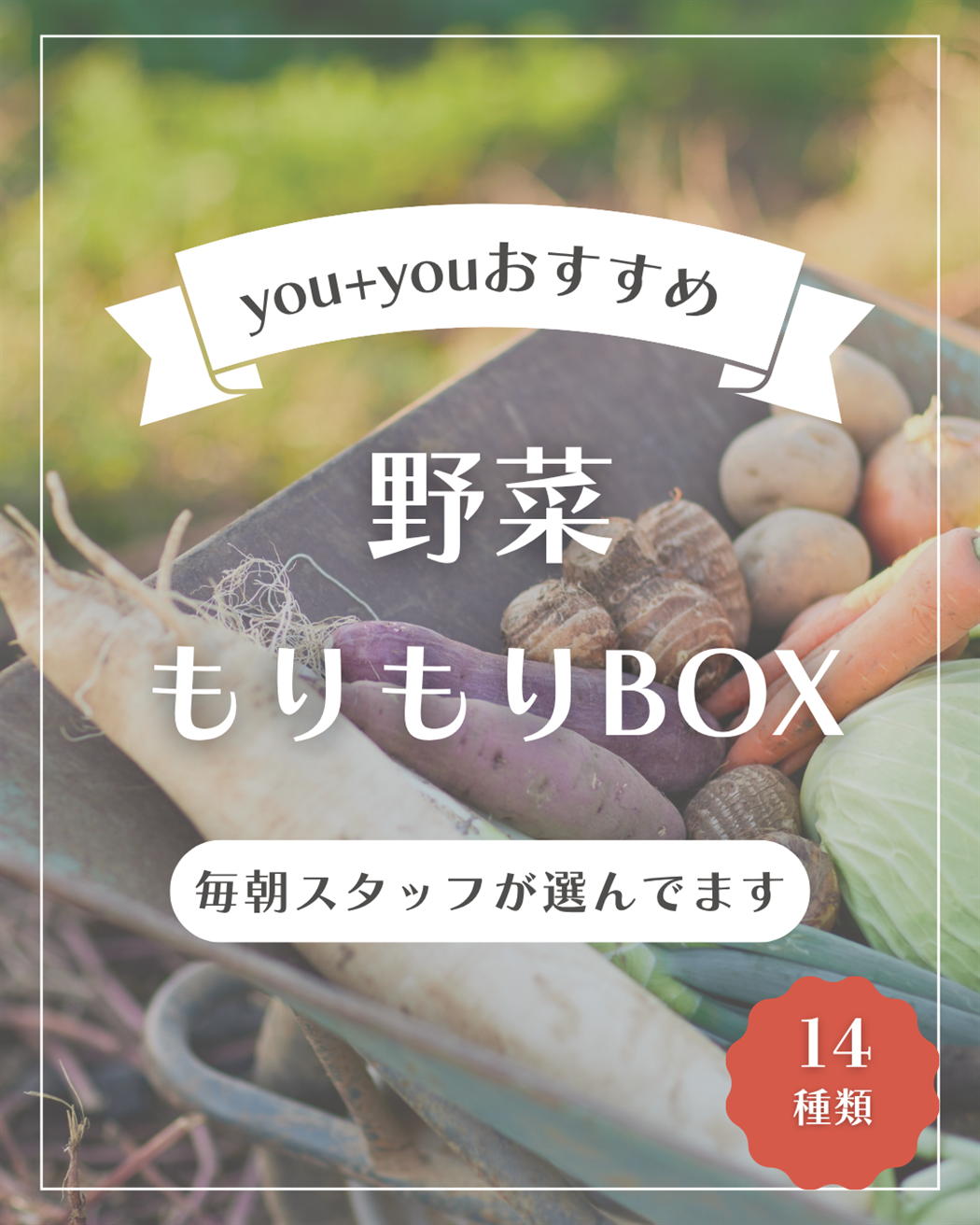定期購入Lサイズ》くまもと野菜もりもりBOX: you+youくまもと 農畜