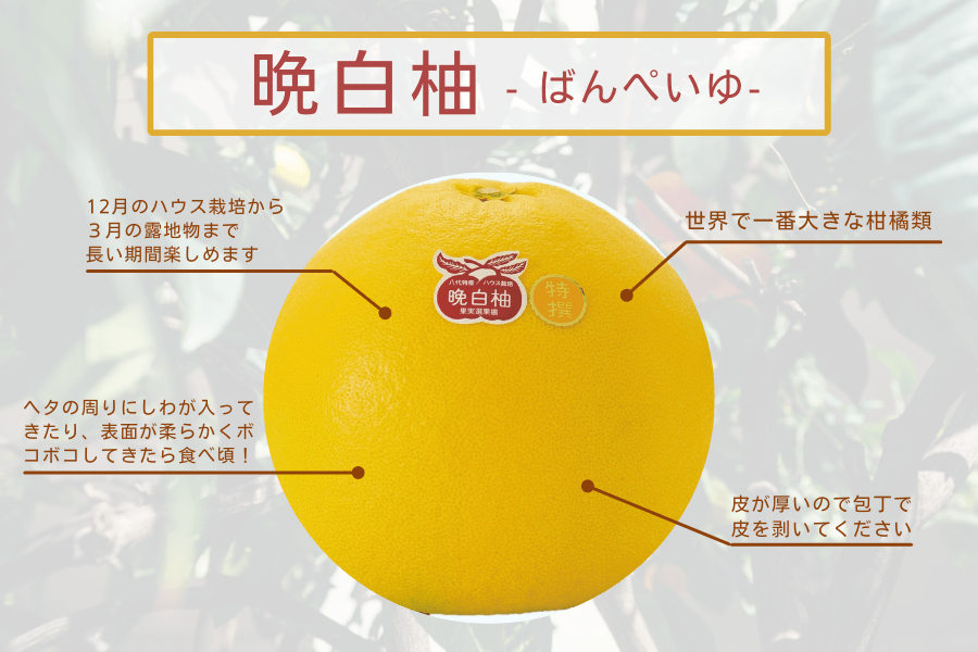 ���E�ň�ԑ傫�Ȋ��k�ށE�Ӕ��M