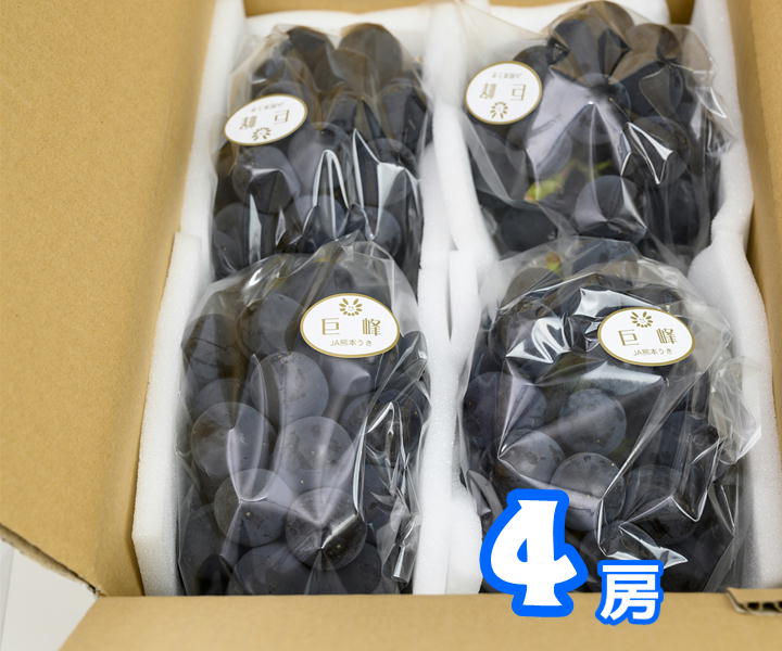 JAタウン夏祭り【熊本宇城産】種なし巨峰1.2㎏: JA熊本うきっ子
