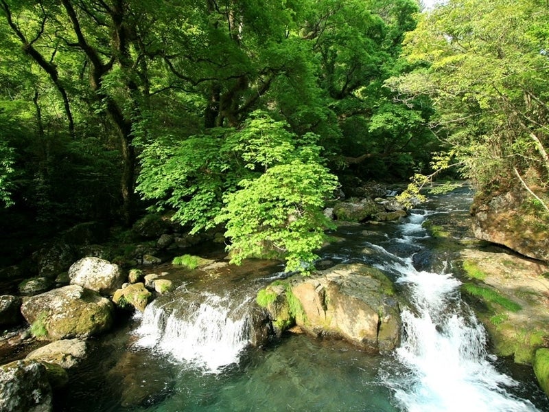 【新春生活応援キャンペーン】令和7年産「七城のこめ」5kg