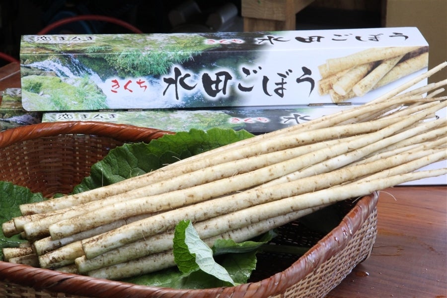 くらしを楽しむアイテム 熊本県産 きくち水田ごぼう きくちのまんまJAタウン 1kg箱: 野菜
