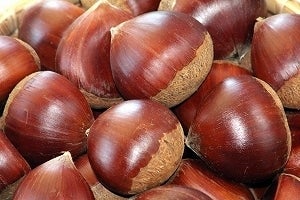 200箱数量限定」きくち栗 2kg（3L～2L）【2022年9月20日～随時発送