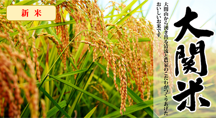 【令和7年度産】特別栽培米 大関米(品種:くまさんの輝き)5kg【新発売】