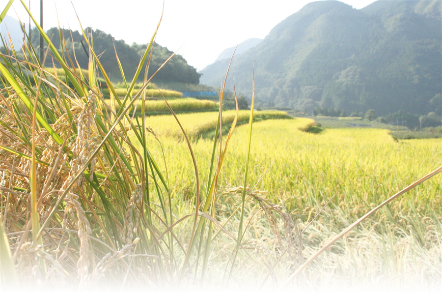 【令和7年度産】特別栽培米 大関米(品種:くまさんの輝き)5kg【新発売】