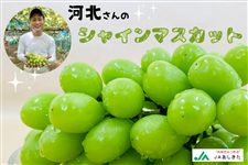 【JAあしきた】河北さんのシャインマスカット （化粧箱入り／約1kg）※数量限定